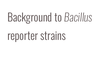 Background to Bacillus  reporter strains 
