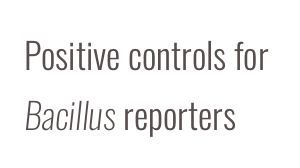 Positive controls for  Bacillus reporters