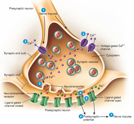 What Is The Opposite Of Presynaptic Inhibition Quizlet