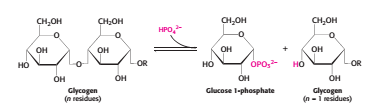 glycogenolysis pathway