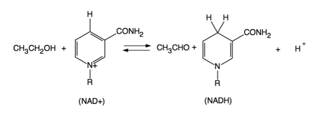 Alcohol dehydrogenase - The School of Biomedical Sciences Wiki