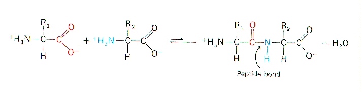 peptide bond formation animation