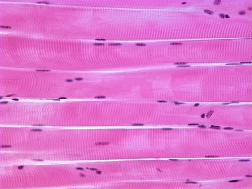 skeletal muscle under microscope