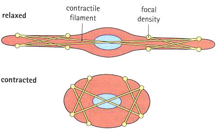 smooth muscle tissue labeled cell membrane