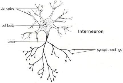 Relay neuron - The School of Biomedical Sciences Wiki