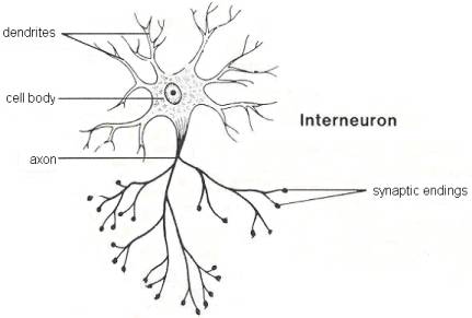 Relay Neuron