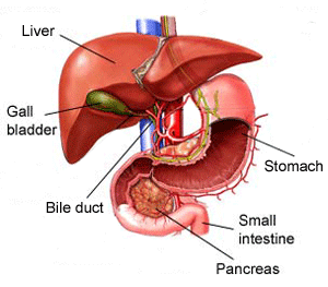 Liver - The School of Biomedical Sciences Wiki