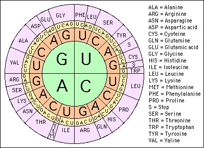 Codon Chart And Wheel