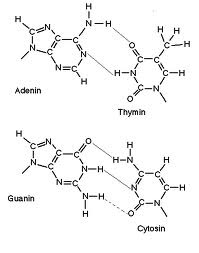 Watson Crick Base Pairing The School Of Biomedical Sciences Wiki