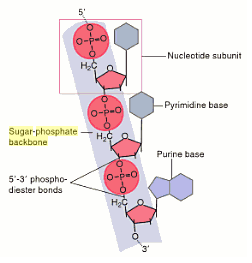 nitrogen base plus sugar phosphate backbone structure