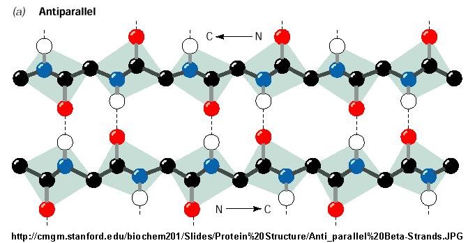 beta sheet antiparallel vs parallel