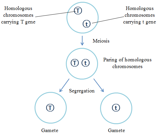 File:The Principle of Segregation (diagram).png