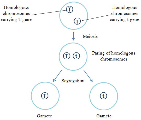 law of segregation diagram