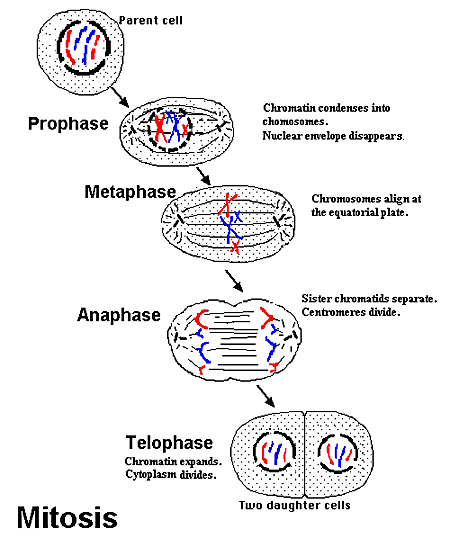 four steps of mitosis
