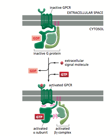 G Protein Coupled Receptor The School Of Biomedical Sciences Wiki