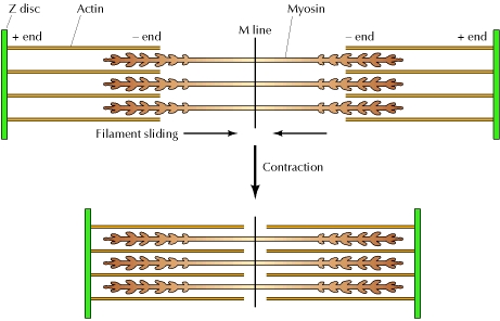 Slide Filament Theory