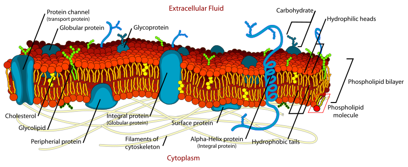 Membrane protein - The School of Biomedical Sciences Wiki