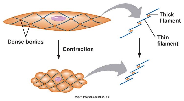 Smooth Muscle The School Of Biomedical Sciences Wiki