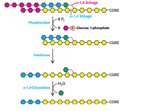 glycogenolysis diagram pathway Glycogenolysis  the Steps  Pathway school of glycogenolysis biomedical