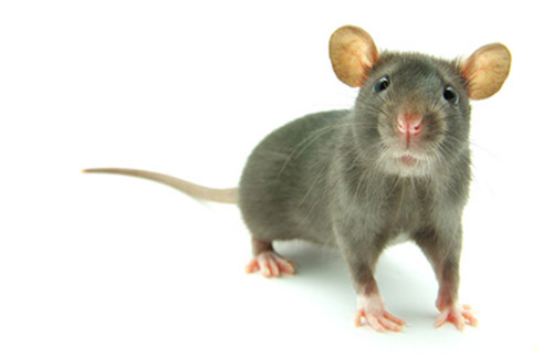 mice wiki