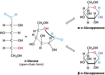 ring at equilibrium structure fructose Sciences Biomedical School The Wiki of  Glucose