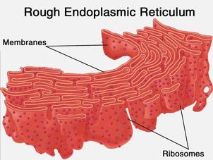 rough er in a plant cell