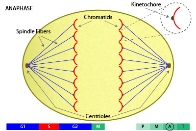 mitosis anaphase diagram