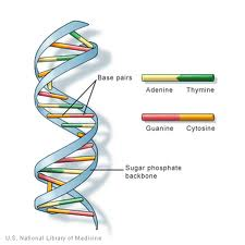 Dna The School Of Biomedical Sciences Wiki