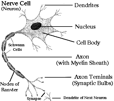 Nerve cells - The School of Biomedical Sciences Wiki