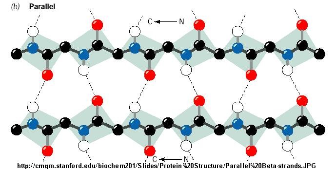 beta sheet antiparallel vs parallel