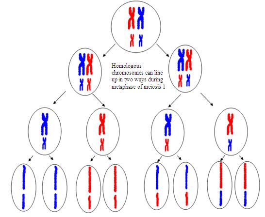 homologous chromosomes mitosis