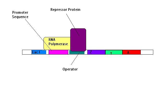 Kết quả hình ảnh cho protein operator