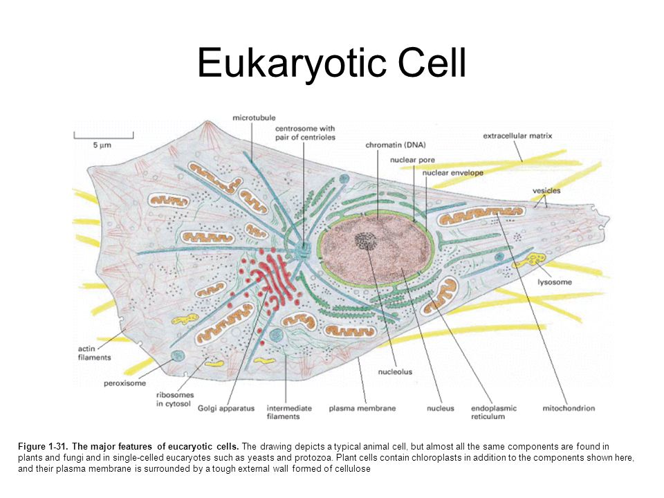 Eukaryote The School Of Biomedical Sciences Wiki