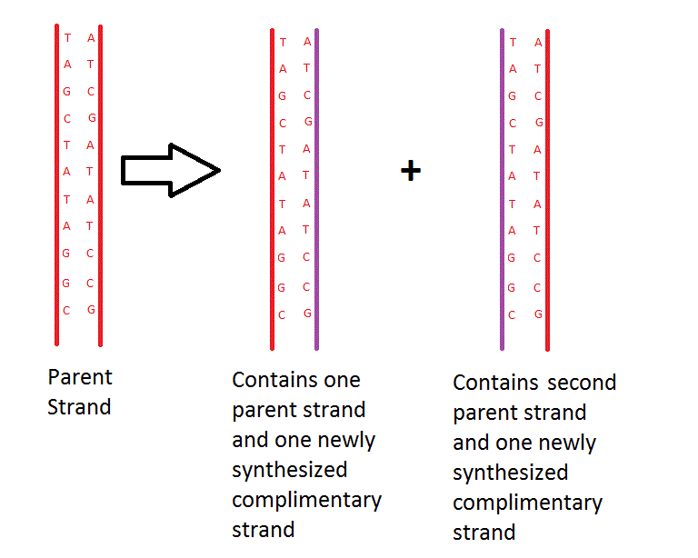 semiconservative-replication-diagram