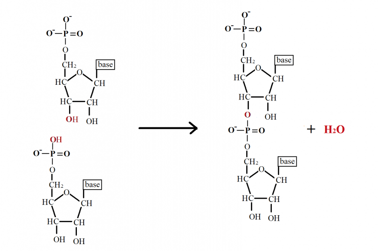 Phosphodiester formation mechanism.png