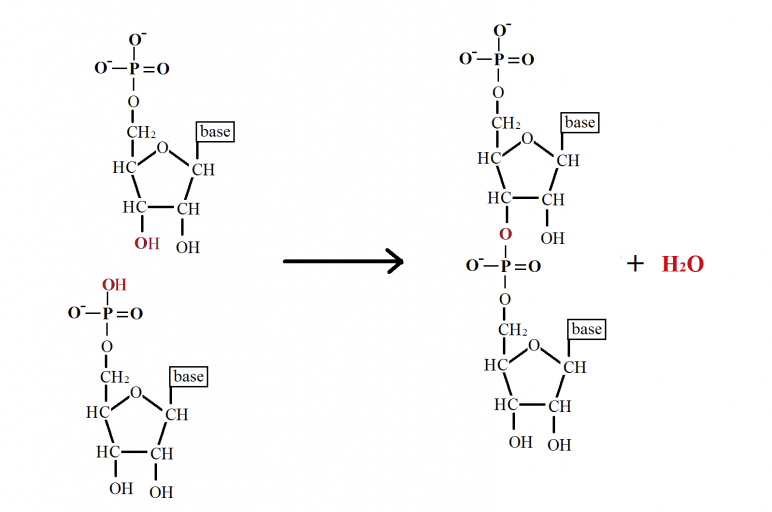 BASIC BIOTECHNOLOGY NUCLEIC ACIDS