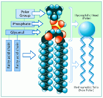 Phospholipids