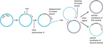 Rolling Circle Replication The School Of Biomedical Sciences Wiki