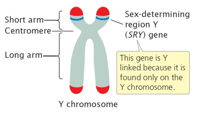 SRY Gene - The School of Biomedical Sciences Wiki